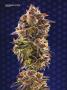 Page: - 70 | High Times