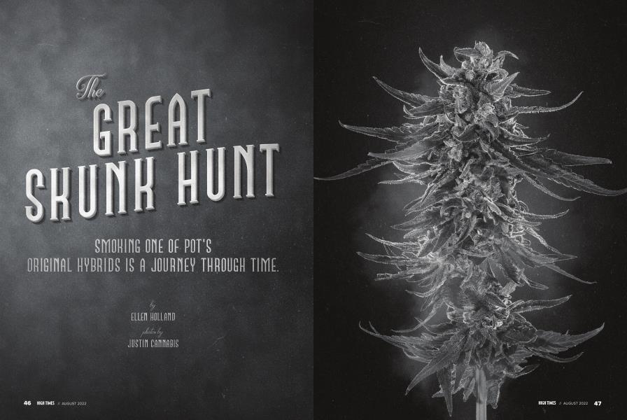 The GREAT SHUNK HUNT
