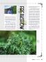 Page: - 33 | High Times