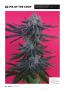 Page: - 64 | High Times
