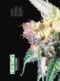 Page: - 68 | High Times