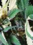 Page: - 69 | High Times