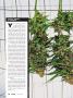 Page: - 38 | High Times