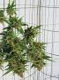 Page: - 39 | High Times