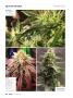 Page: - 66 | High Times