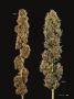 Page: - 81 | High Times