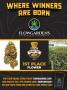 Page: - 13 | High Times