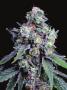 Page: - 37 | High Times