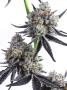 Page: - 39 | High Times