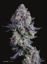 Page: - 40 | High Times
