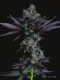 Page: - 43 | High Times