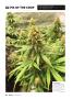 Page: - 64 | High Times
