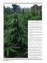 Page: - 84 | High Times