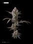 Page: - 32 | High Times