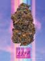 Page: - 39 | High Times