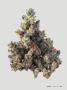 Page: - 41 | High Times