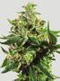 Page: - 45 | High Times