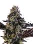 Page: - 67 | High Times
