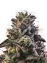 Page: - 70 | High Times