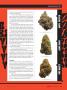 Page: - 77 | High Times