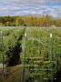 Page: - 39 | High Times
