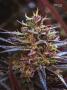 Page: - 67 | High Times