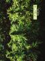 Page: - 69 | High Times