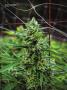 Page: - 70 | High Times
