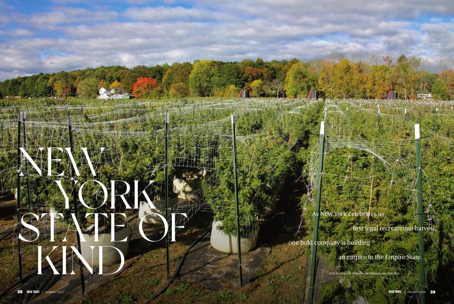 NEW YORK STATE OF KIND