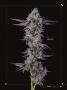 Page: - 39 | High Times