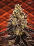 Page: - 67 | High Times