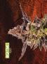 Page: - 68 | High Times