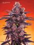 Page: - 70 | High Times