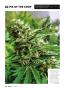 Page: - 64 | High Times