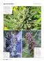 Page: - 66 | High Times