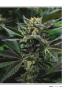 Page: - 37 | High Times