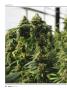 Page: - 42 | High Times