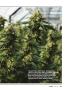 Page: - 43 | High Times