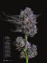 Page: - 52 | High Times