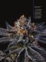 Page: - 53 | High Times