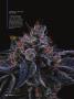 Page: - 56 | High Times