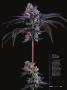 Page: - 57 | High Times