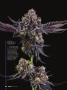 Page: - 58 | High Times