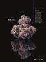 Page: - 61 | High Times
