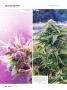 Page: - 66 | High Times