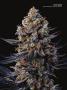 Page: - 67 | High Times