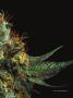 Page: - 69 | High Times