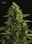 Page: - 70 | High Times