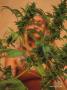Page: - 33 | High Times