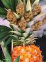 Page: - 36 | High Times